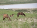 Sable-Island-PatriciaCalder-20