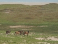 Sable-Island-PatriciaCalder-21