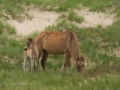 Sable-Island-PatriciaCalder-22
