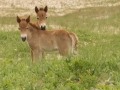 Sable-Island-PatriciaCalder-23