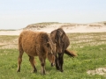 Sable-Island-PatriciaCalder-24