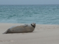 Sable-Island-PatriciaCalder-25