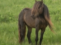 Sable-Island-PatriciaCalder-27