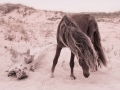 Sable-Island-PatriciaCalder-29