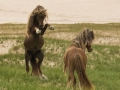 Sable-Island-PatriciaCalder-3