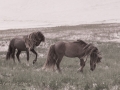 Sable-Island-PatriciaCalder-4