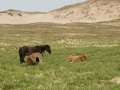 Sable-Island-PatriciaCalder-5