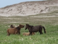 Sable-Island-PatriciaCalder-7