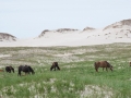 Sable-Island-PatriciaCalder-8