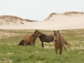 Sable-Island-PatriciaCalder-9