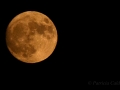 © PatriciaCalder (1 of 8)-2