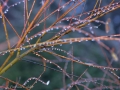 Seasons-PatriciaCalder-2014-03