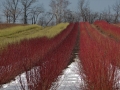 Seasons-PatriciaCalder-2014-05