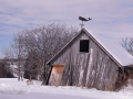 Seasons-PatriciaCalder-2014-06