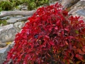 Seasons-PatriciaCalder-2014-07
