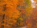 Seasons-PatriciaCalder-2014-34