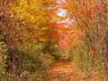 Seasons-PatriciaCalder-2014-43