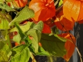 Seasons-PatriciaCalder-2014-47