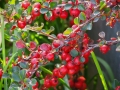 Seasons-PatriciaCalder-2014-52