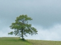 ©-Patricia-Calder-Roots